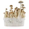 BLACK TRUMPET MUSHROOMS