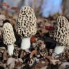 MOREL MUSHROOMS