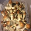 Penis envy mushroom