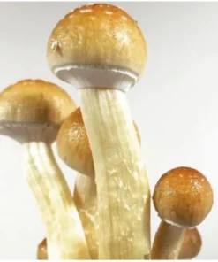 Order Golden Teacher Mushrooms