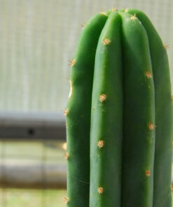 Mescaline Cactus